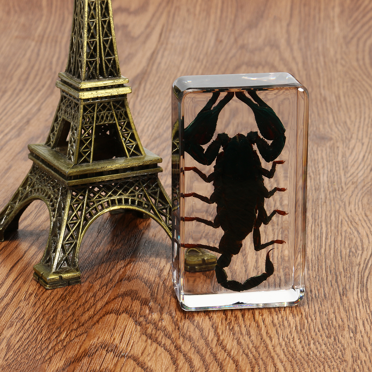 Clear-Acrylic-Lucite-Insect-Specimen-Spider-Black-Longhorn-Beetle-Scorpions-Craft-Science-Toy-1328098-2