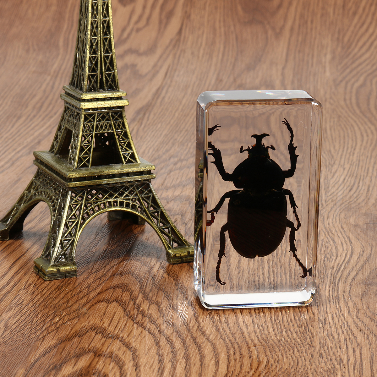 Clear-Acrylic-Lucite-Insect-Specimen-Spider-Black-Longhorn-Beetle-Scorpions-Craft-Science-Toy-1328098-7