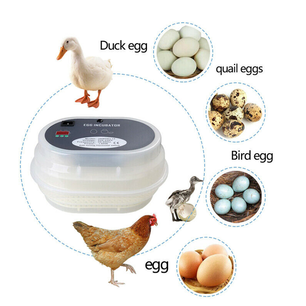12-Eggs-Incubator-Fully-Automatic-Chicken-Poultry-Duck-Quail-Egg-Hatcher-1742597-4